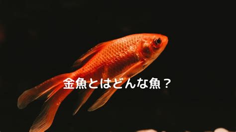 金色の金魚|金魚とはどんな魚？特徴や種類、寿命、価格を紹介！ │ ソルナ。